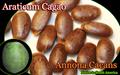 آنونا کاکانز